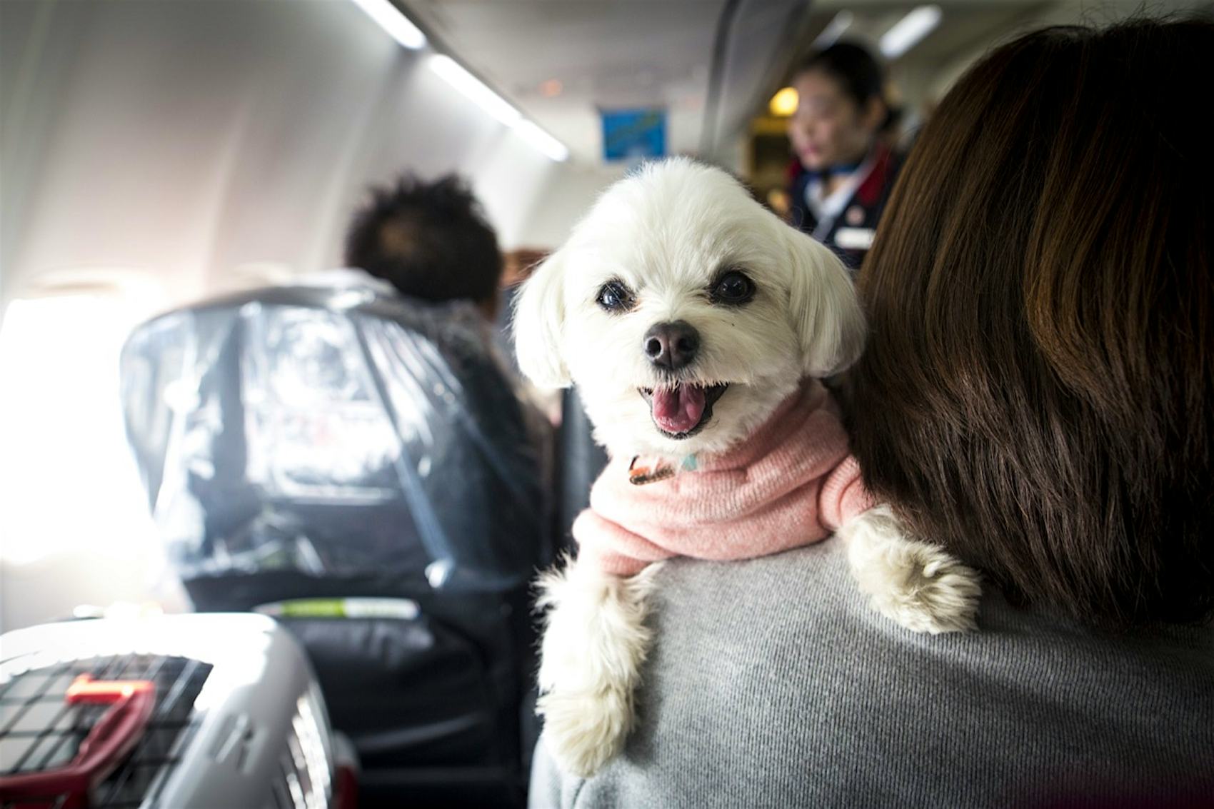 带宠物狗坐飞机出国指南_托运